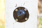 Roman Scale Armour and Shield Boss